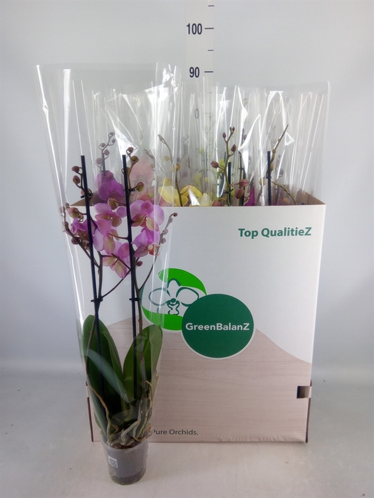 <h4>Phalaenopsis   ...mix</h4>