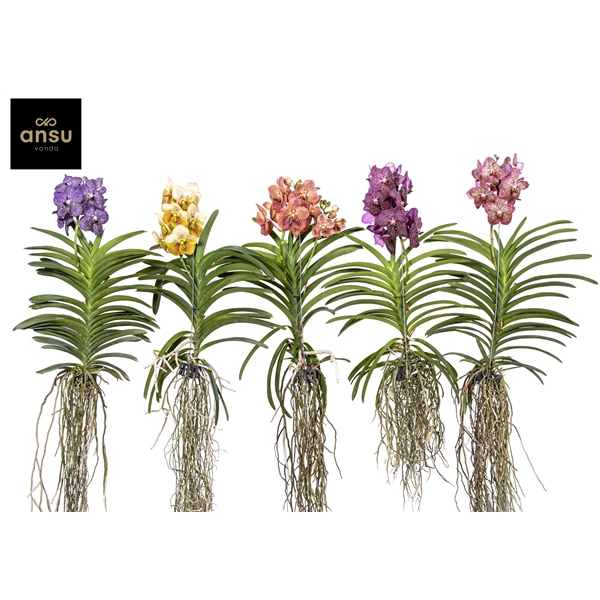 <h4>Vanda Exceptional XXL Colour Mix</h4>