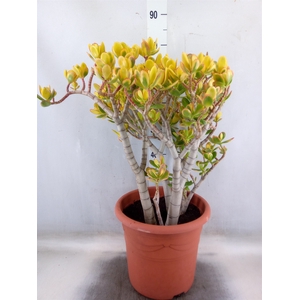 Crassula ovata 'Sunset'