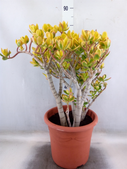 <h4>Crassula ovata 'Sunset'</h4>