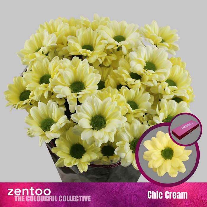 <h4>CHR T CHIC CREAM</h4>