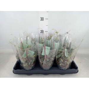 Ceropegia woodii ssp. woodii