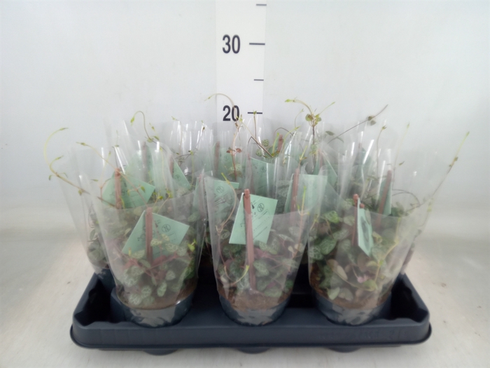 <h4>Ceropegia woodii ssp. woodii</h4>