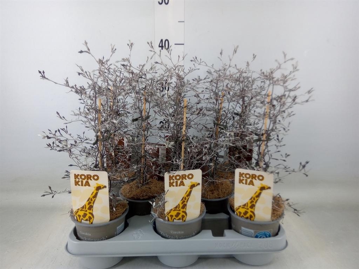 <h4>Corokia cotoneaster</h4>