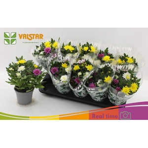 CHRYS DA VINC GEM PT