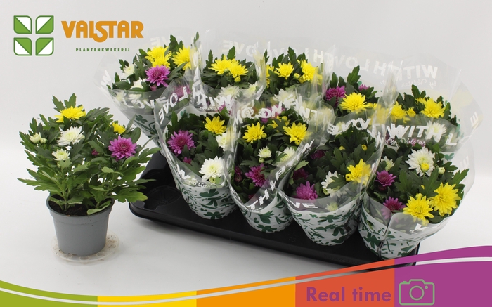 <h4>CHRYS DA VINC GEM PT</h4>