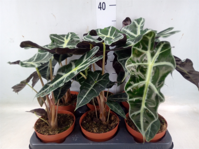 <h4>Alocasia amazonica 'Polly'</h4>