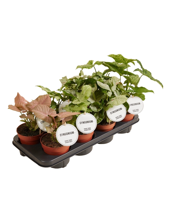 <h4>Syngonium Gemengd</h4>