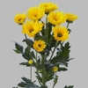 Chr T Korona