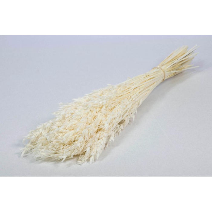 <h4>DRIED FLOWERS - HAVER (AVENA) BLEACHED WHITE</h4>