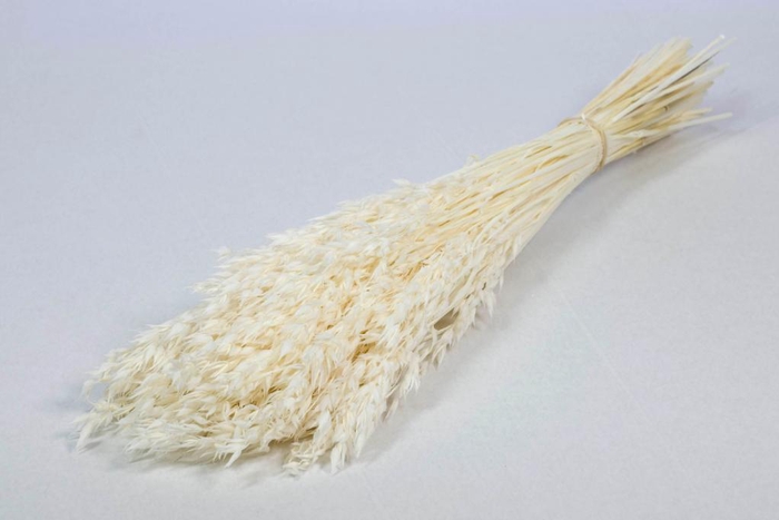 DRIED FLOWERS - HAVER (AVENA) BLEACHED WHITE
