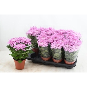 CHRYS SUPNOVA PINK