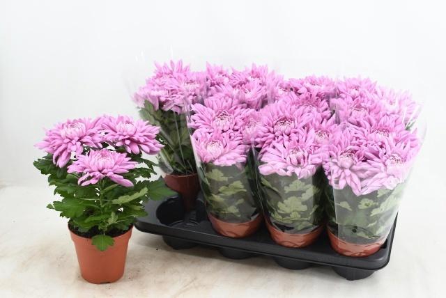 <h4>CHRYS SUPNOVA PINK</h4>