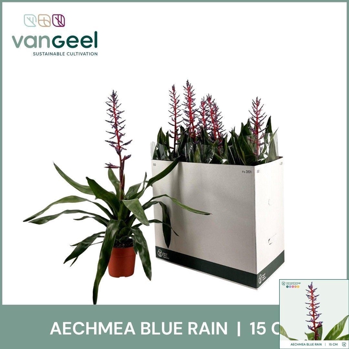 <h4>AECH BLUE RAIN</h4>
