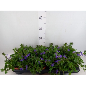 Scaevola aemula 'Blue Fan'