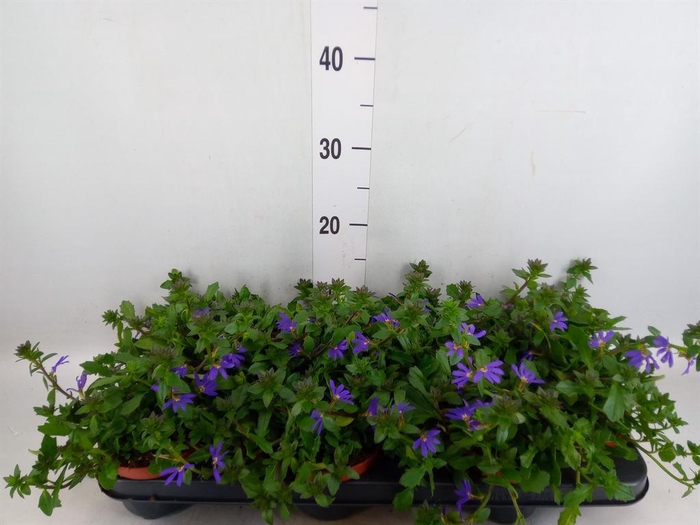 <h4>Scaevola aemula 'Blue Fan'</h4>