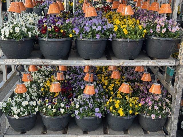 <h4>VIO CO END GEM</h4>