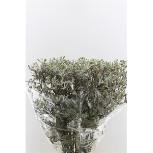 Anigozanthos Lilac Queen