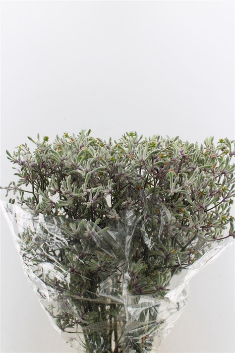 <h4>Anigozanthos Lilac Queen</h4>