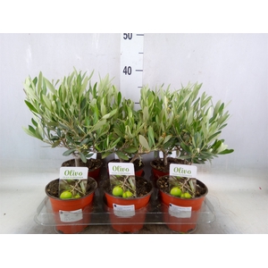 Olea europaea