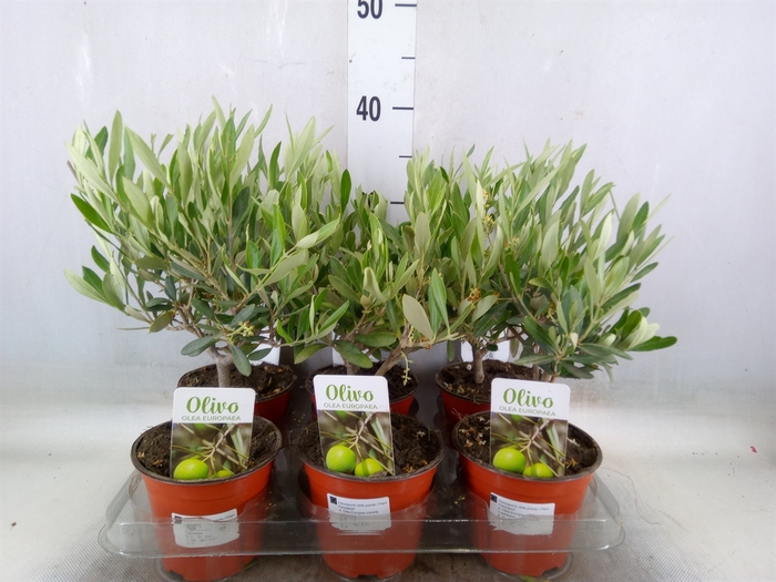 <h4>Olea europaea</h4>