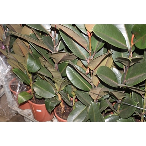 FICUS ELASTICA BURGUNDY P24