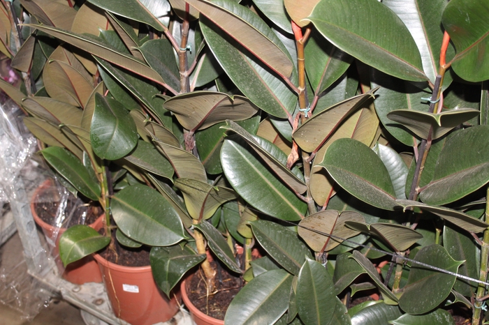<h4>FICUS ELASTICA BURGUNDY P24</h4>