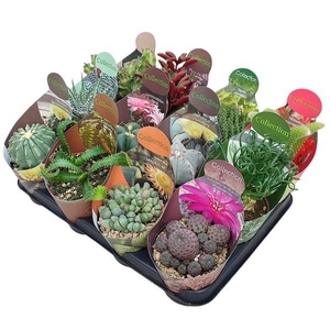 CACTUS + SUCCU GEM