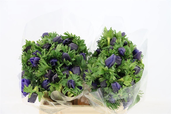 <h4>Anem Marianne Blue</h4>