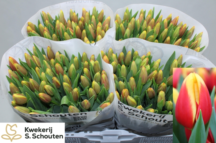 <h4>TU EN STAY STRONG</h4>