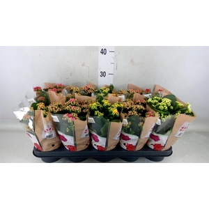 Kalanchoe blos. 'Rosalina'  ..mix 6
