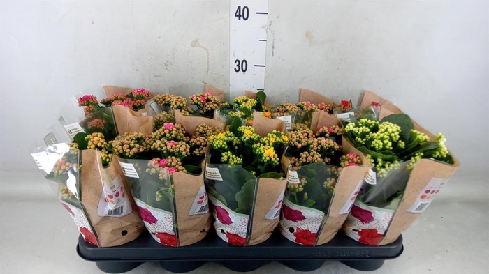 <h4>Kalanchoe blos. 'Rosalina'  ..mix 6</h4>