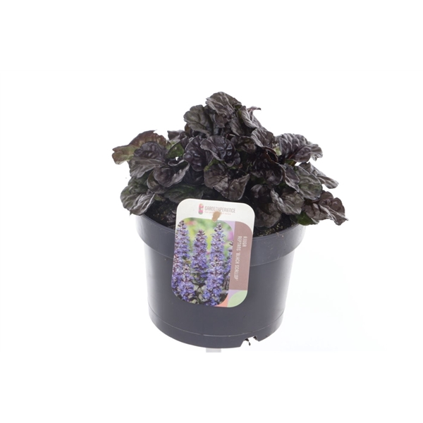 <h4>Ajuga reptans Black Scallop</h4>