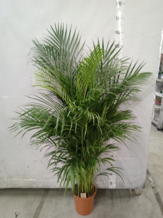 <h4>Dypsis lutescens   ...Chrysalidoca</h4>