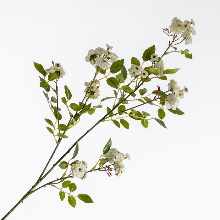 Rosa Mini Spray Cream FL440294CRM