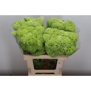 Viburnum Roseum St 60cm 2-4 Bal