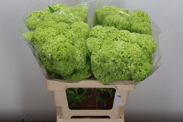 <h4>Viburnum Roseum St 60cm 2-4 Bal</h4>