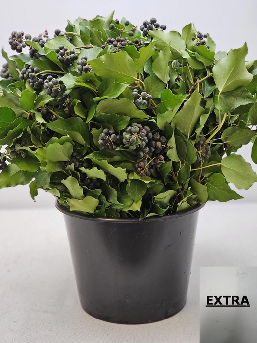 <h4>HEDERA MET BES BS</h4>