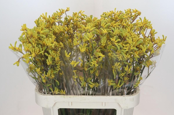 <h4>ANIGOZ BUSH DOWN</h4>