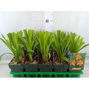 Hemerocallis  'Frans Hals'