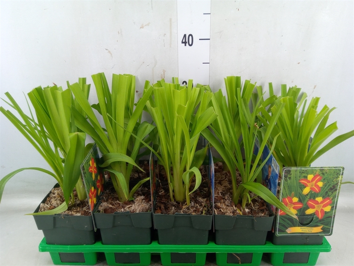 <h4>Hemerocallis  'Frans Hals'</h4>
