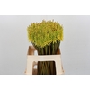 Kniphofia Sunningdale Yellow