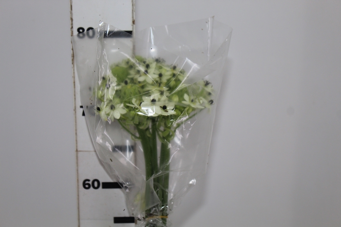 <h4>ORNITHOGALUM SAUNDERSIAE 070 CM</h4>