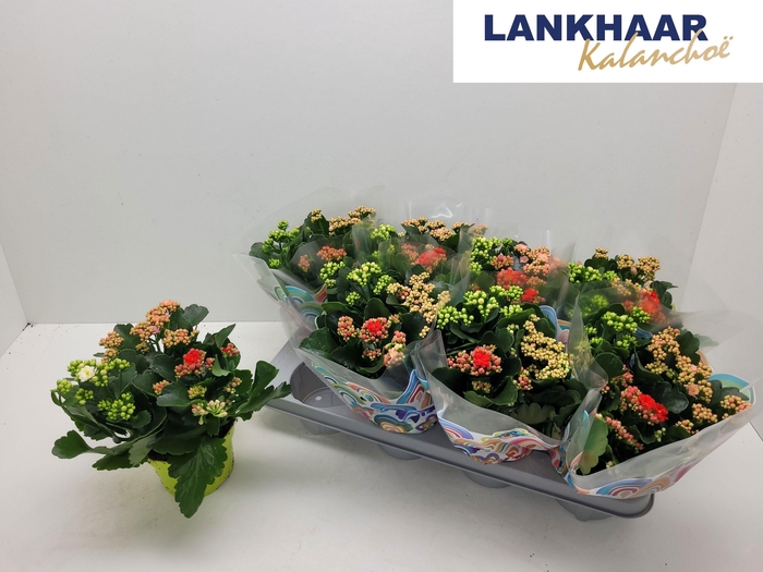 <h4>KAL GE GEM I POT</h4>