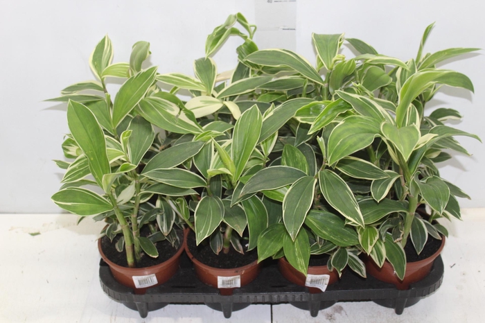 <h4>COSTUS ARABICUS VARIEGATA P15</h4>