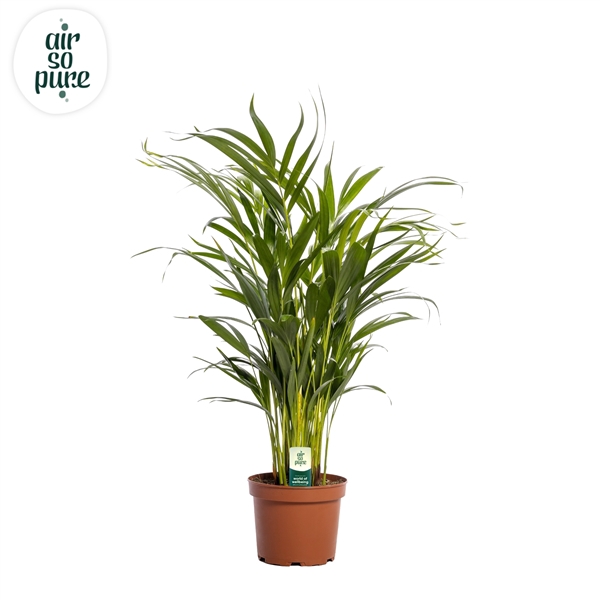 <h4>Dypsis lutescens (Areca) 17cm (zonder hoes)</h4>