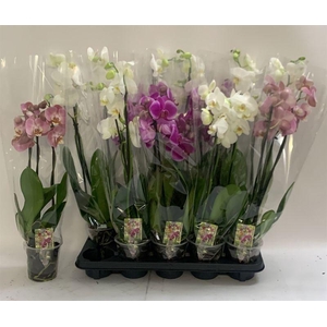 PHAL GEM