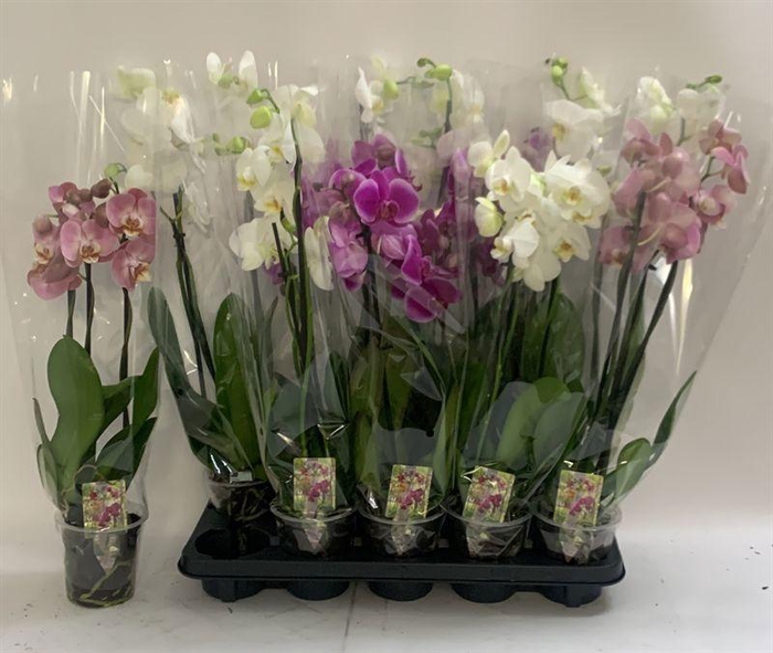 <h4>PHAL GEM</h4>