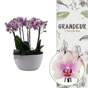 Grandeur | Rotterdam 2 plants in 1 pot | Phalaenopsis