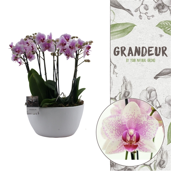 <h4>Grandeur | Rotterdam 2 plants in 1 pot | Phalaenopsis</h4>